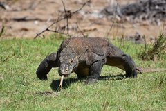 Sunda Eilanden: Komodo