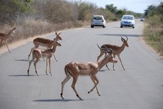 Zuid-Afrika: Kruger NP