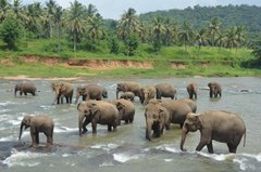 Sri Lanka: Pinnawala