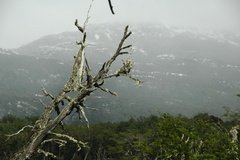argentinie4040
