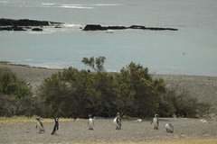 argentinie6511