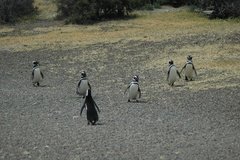 argentinie6514