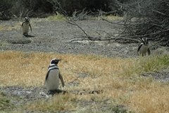 argentinie6520