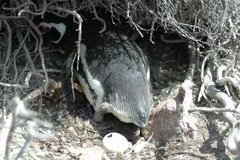 argentinie6544
