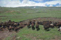 armenie3021 armenie3021