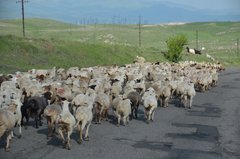 armenie5004