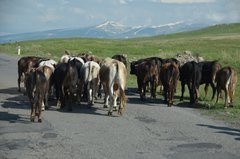 armenie5005