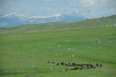 armenie5008