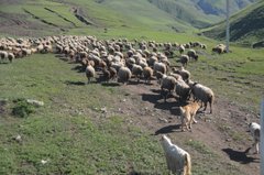 armenie7003