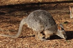 australie1611