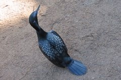 australie1612