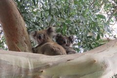 australie2563