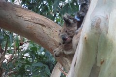 australie2564