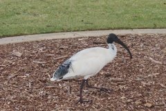 australie3159