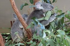 australie3215