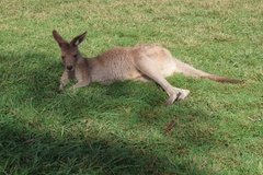 australie3219