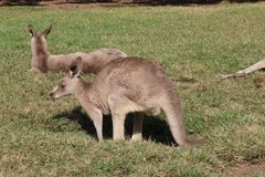 australie3221