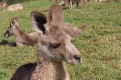 australie3231