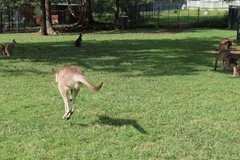 australie3239