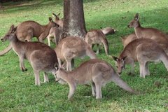 australie3241