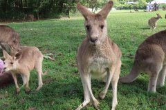 australie3245