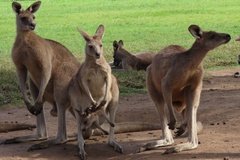australie3250