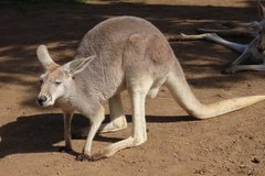 australie3251