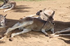 australie3252
