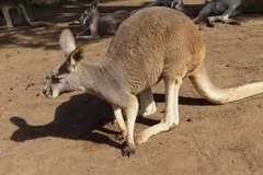 australie3253