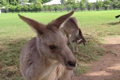australie3256
