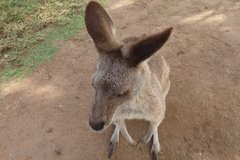 australie3258