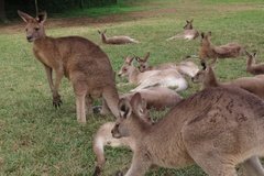 australie3260