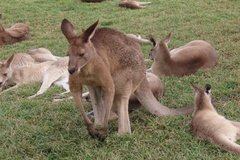 australie3261