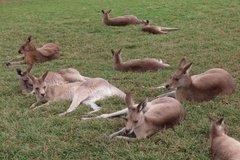 australie3262