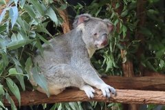 australie3271