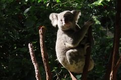 australie3282