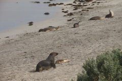 australie4332