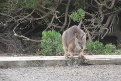 australie4356
