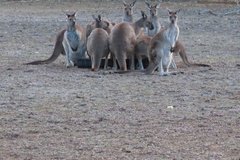 australie4359