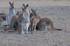 australie4360