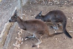 australie4362
