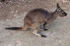 australie4363