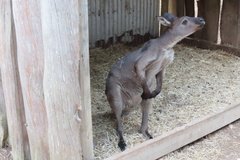 australie4364
