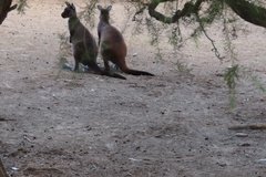 australie4365