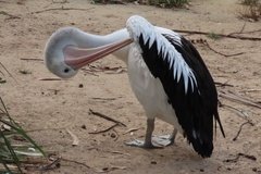 australie4367