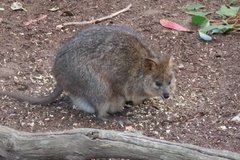 australie4368