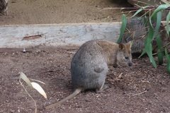 australie4369