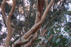 australie4371
