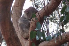 australie4374