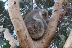 australie4376